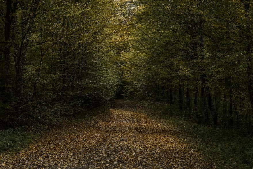 cesta, stromy, les, listy, podzim, mlha