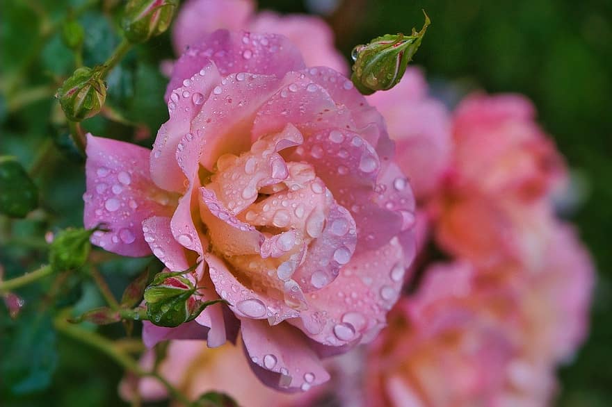 Rose, pink rose, lyserøde blomster, tæt på, blomst, kronblad, plante, blad, blomsterhoved, lyserød farve, friskhed