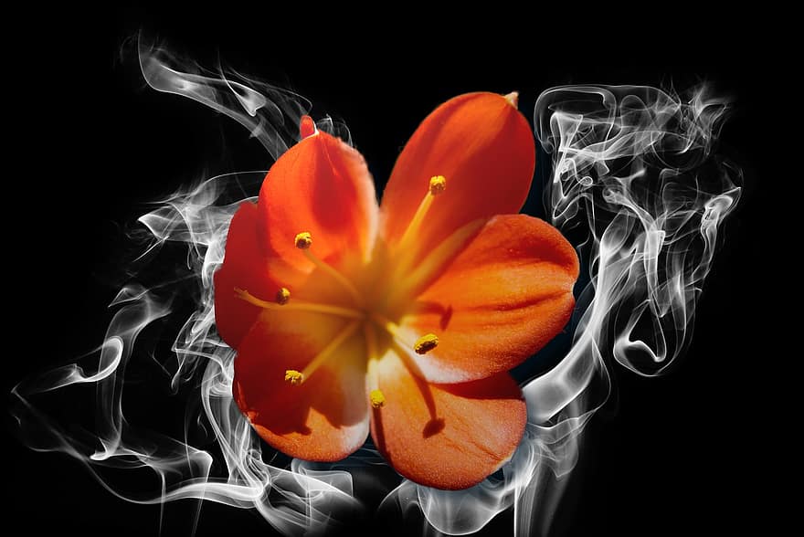 flor, florir, botànica, naturalesa, pètals, creixement, efecte, fum, negre, flama, foc