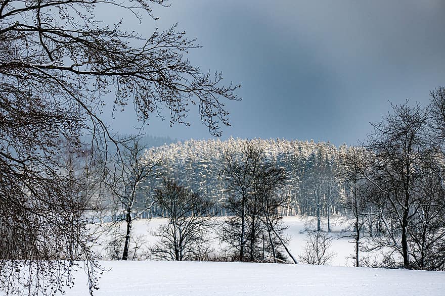 冬、木、フィールド、雪、雪原、雪が多い、霜、冷ややかな、雪景色、冬景色、冬の森