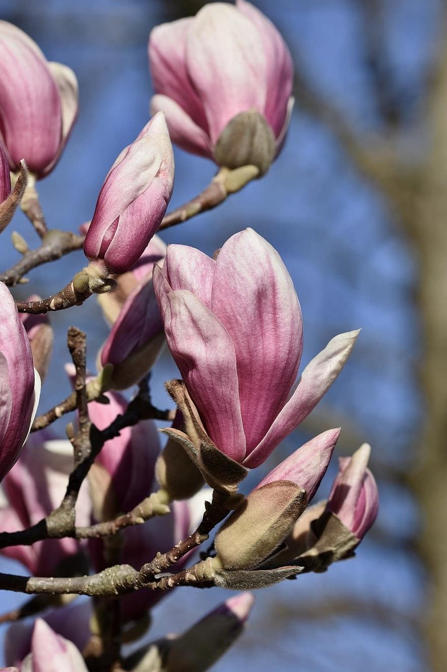 flor, magnolia, brote, rama, árbol de magnolia, planta, árbol, floración, botánica, de cerca, cabeza de flor