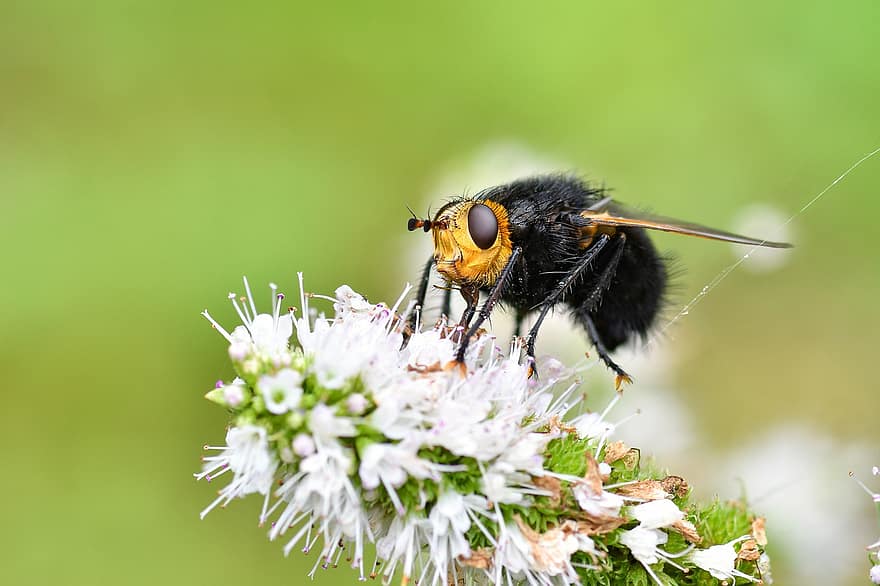 Tachnid Fly, Fly, Insect, Entomology, Tachina Grossa, Animal, Flowers, Pollinate, Pollination, Macro Photography, Close Up
