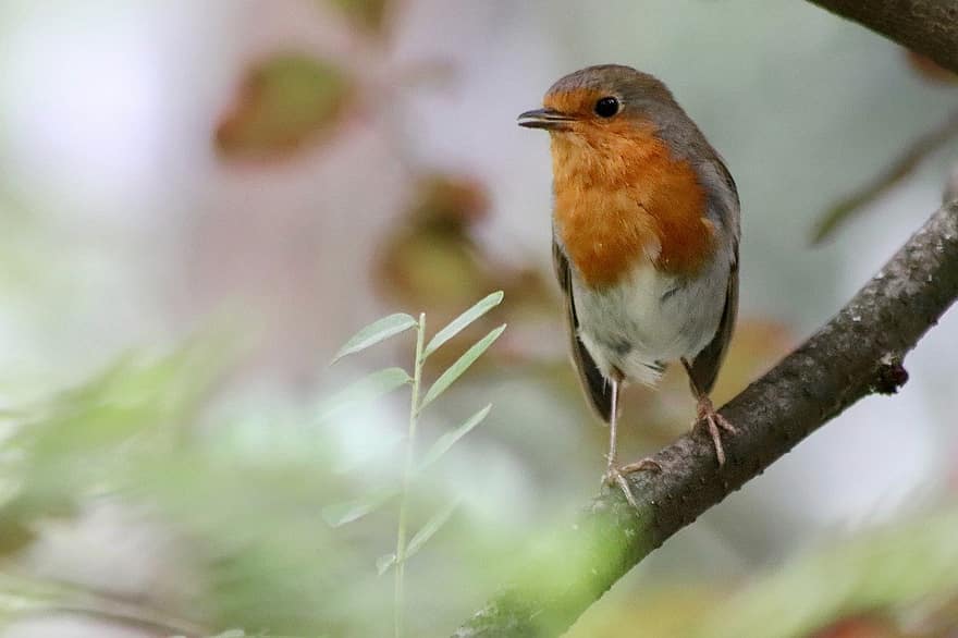 robin, songbird, bird, nature, animal, close-up, animals in the wild, beak, branch, outdoors, feather