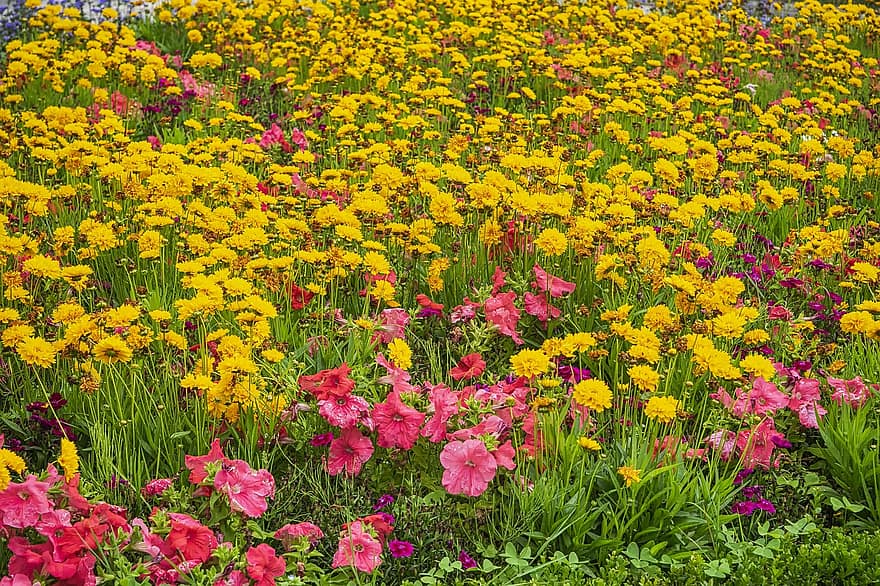봄, 꽃들, 마당, 식물, 자연, 성장, 꽃, 여름, 노랑, 멀티 컬러, 꽃 머리