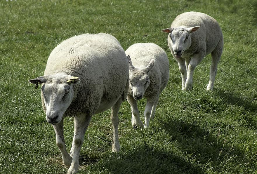 lamm, får, ull-, gräs, jordbruk, fält