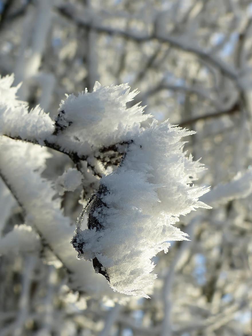 Leaf, Nature, Frost, Hoarfrost, Winter, Flora, season, snow, tree, ice, branch