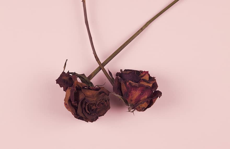 Roses, Dried Flowers, Background, Red Roses, Red Flowers, Flowers, Dried, Dry, Dried Up, Withered Flowers, Natural