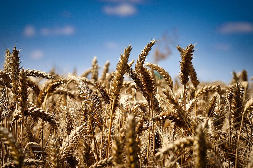 blé, champ, champ de blé, des céréales, orge, cultures, cultures de blé, terres arables, agriculture, ferme, cultivation