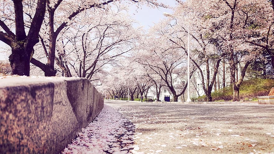 δέντρα, μονοπάτι, δρόμος, πάρκο, άνθος κερασιάς, Πέταλα κερασιάς, κεράσι, πανεπιστήμιο, πανεπιστημιούπολη, Πανεπιστήμιο Yeungnam, φύση