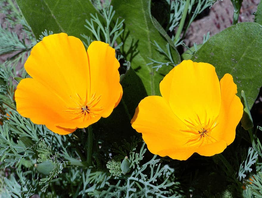 يمثل الخشخاش الوقواق كاليفورنيا ، eschscholzia californica ، البرتقالي