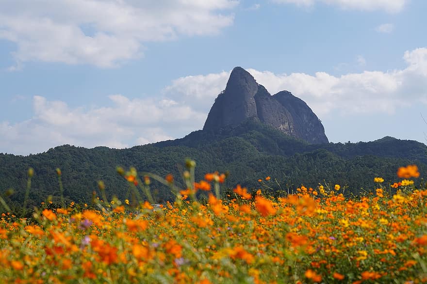 Maisano provincijos parkas, pievos, oranžinės gėlės, laukiniai augalai, lauke, Pietų Korėja, Dzinano apskritis, pobūdį