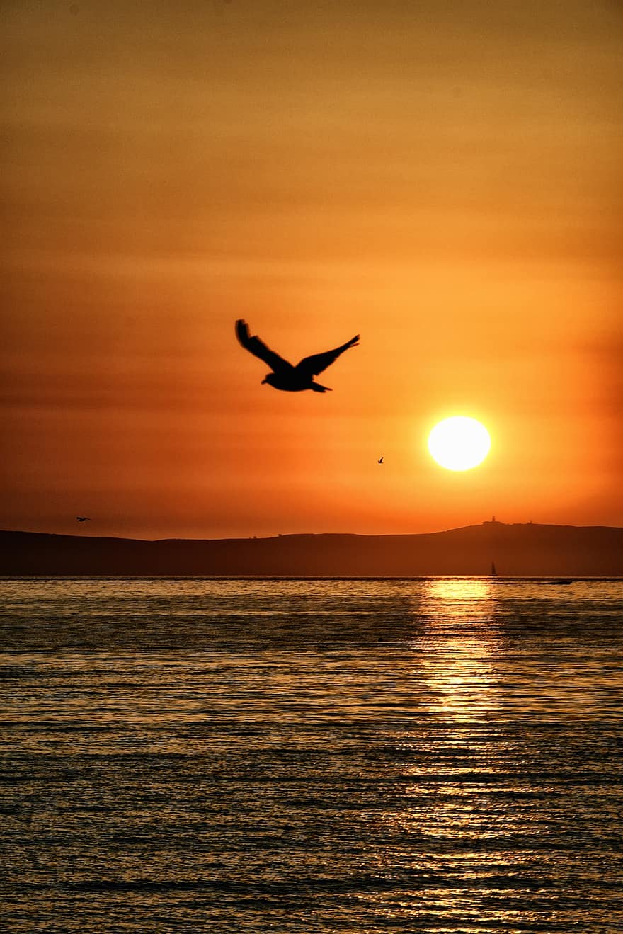 solnedgang, sol, natur, hav, sollys, refleksjon, Galicia, måke, fugl, flygende fugl