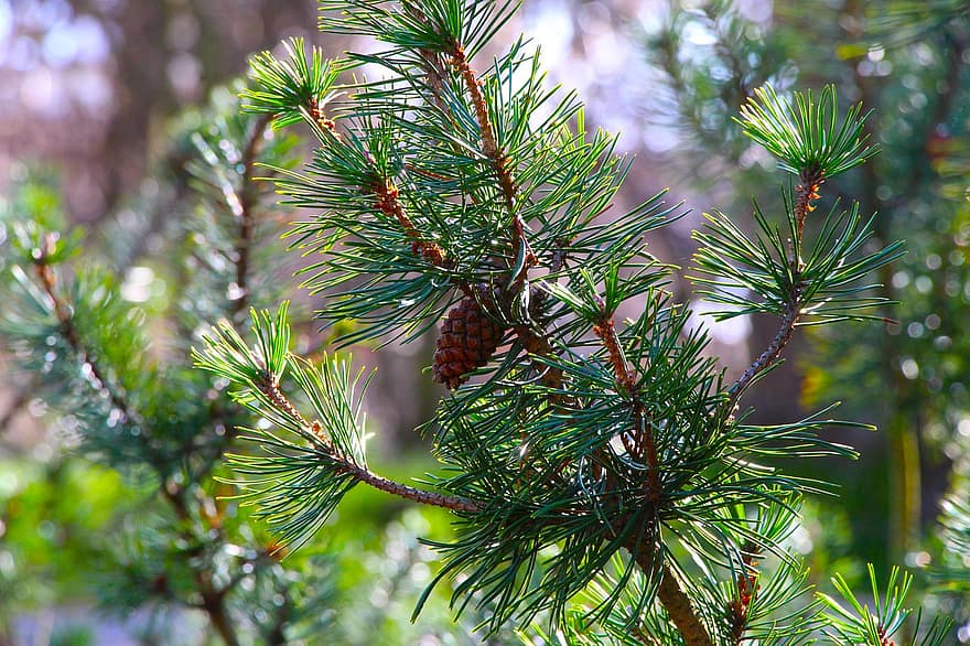 Pine, Tree, coniferous tree, close-up, branch, pine tree, green color, needle, plant part, forest, fir tree