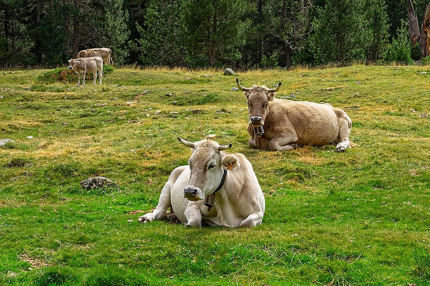 animais, pecuária, bovino, vaca