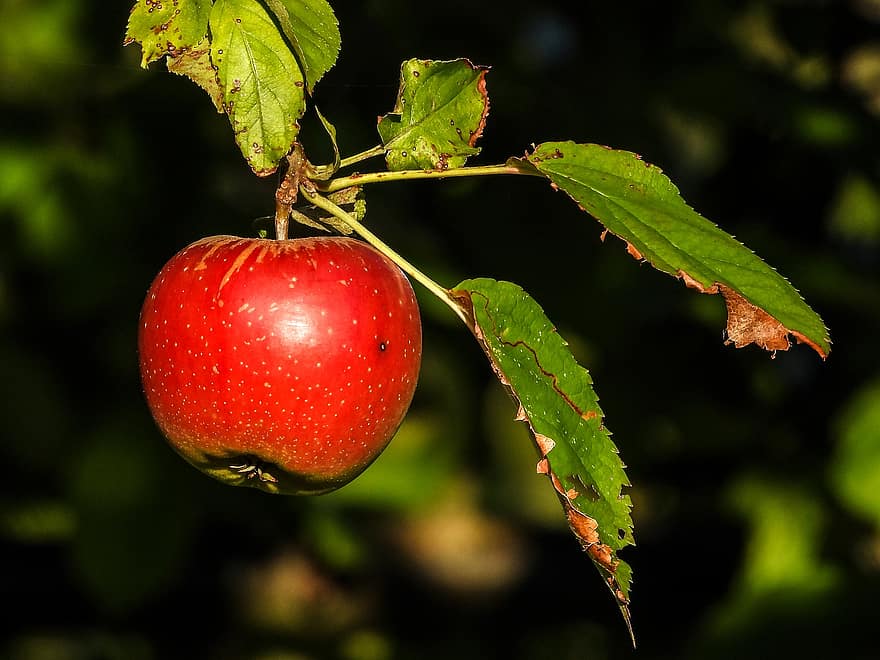 eple, frukt, rød, fersk, moden, innhøsting, produsere