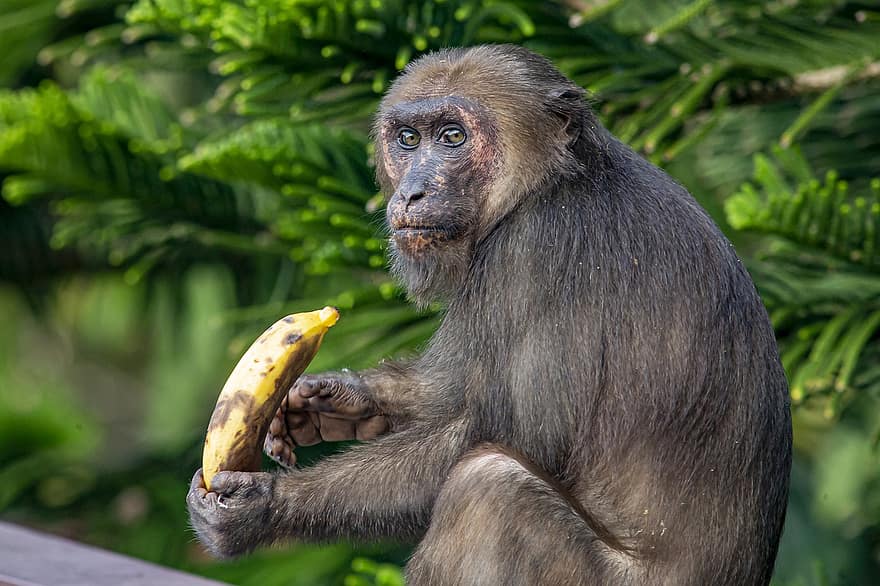Macaco-de-cauda-toco, macaque, animal, macaca arctoides, Bear Macaque, macaco, mamífero, animais selvagens, primata, árvore, sentado