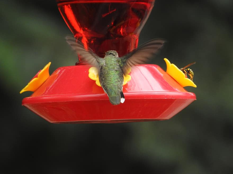 hummingbird, fugl, flygning, vinger, dyr, fjær, fjærdrakt, nebb, regning, fugletitting, ornitologi
