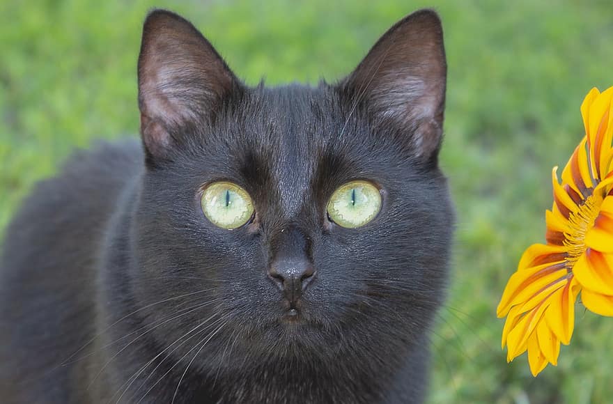 pisică, negru, portret, animal de companie, animal, ochi, iarbă