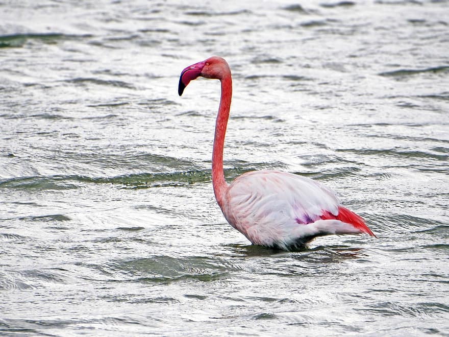 flamingo, pássaro, animal, ave pernalta, pássaro aquático, ave aquática, animais selvagens, agua, plumagem