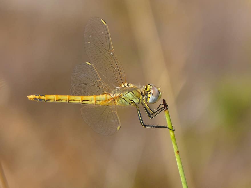 λιβελούλα, κίτρινο dragonfly, Epaulet Skimmer, έντομο, ήthetrum chrysostigma, junco, στέλεχος, φύση