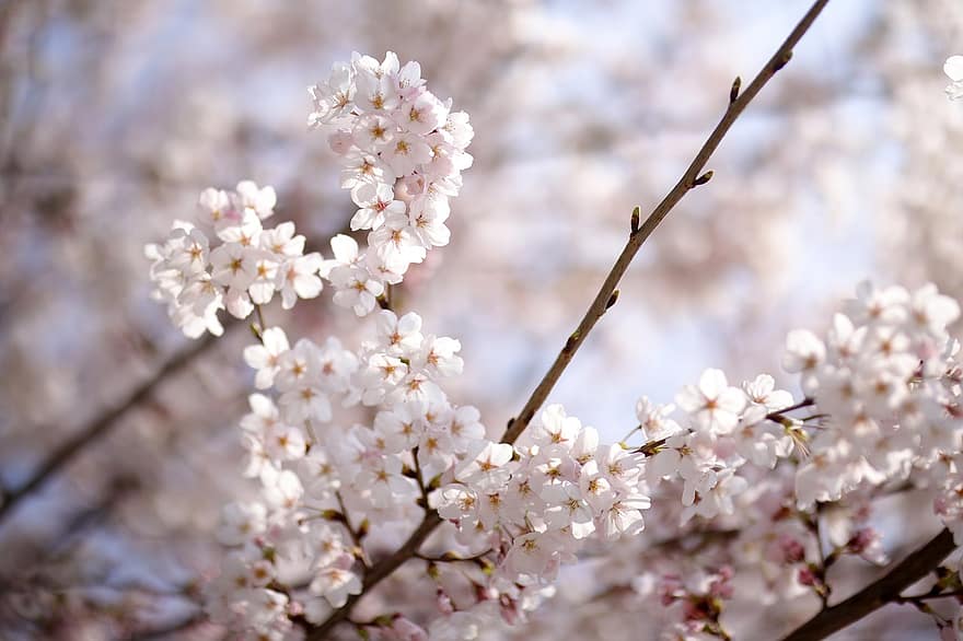 kukat, kevät, kirsikankukka, puu, kausiluonteinen, Japani, kukinta, kukka, terälehdet, kasvu, haara