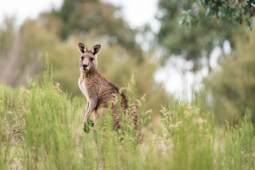 kenguru, østgrå kenguru, dyr, pattedyr, makropus giganteus, pungdyr, macropod, herbivore, dyreliv, vill, fauna