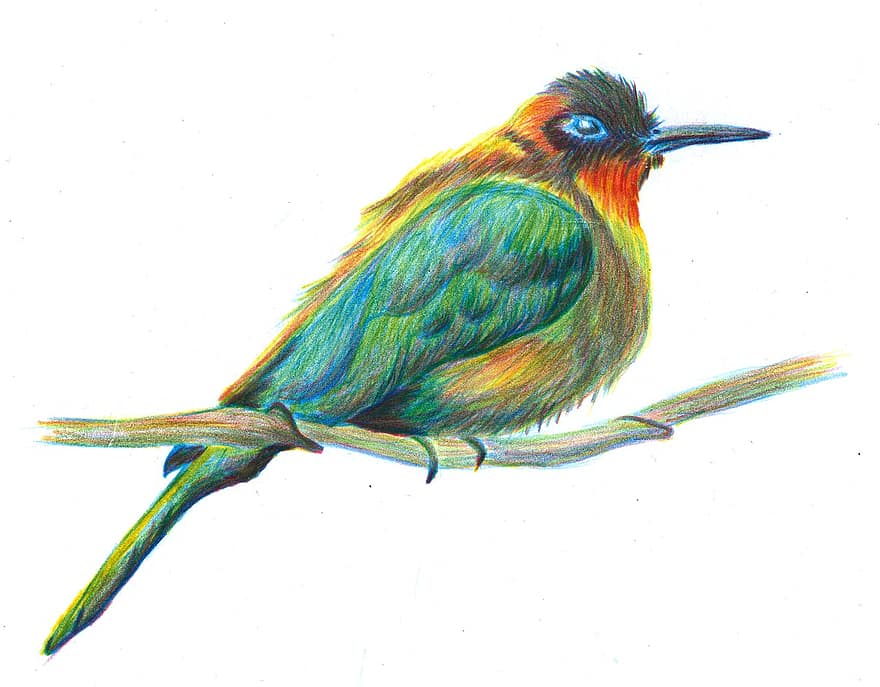 Bird, Ornithology, Hand Drawing, Painting, Art, Drawing, Animal, Mammal, Species, illustration, isolated