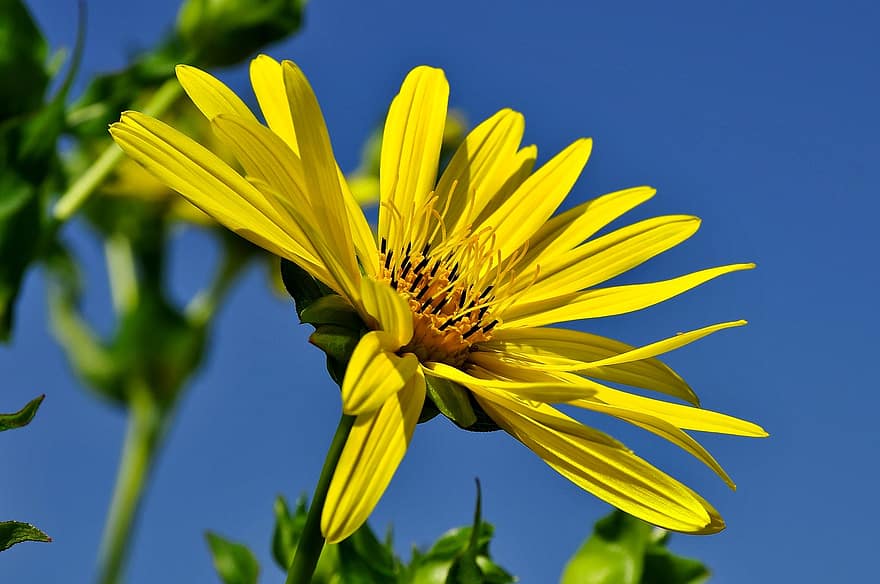 keltainen kukka, hyönteinen, pölytys, Puola, puutarha, kukka, keltainen, kasvi, lähikuva, kesä, vihreä väri