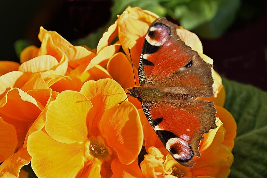 owad, motyl, entomologia, skrzydełka, zapylanie, kwiat, kwitnąć, pawi motyl, kwiaty, zbliżenie, wielobarwne