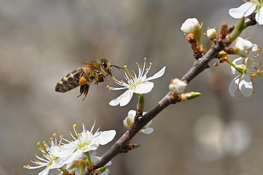 con ong, côn trùng, những bông hoa, ong mật, blackthorn, cây, vườn, Thiên nhiên