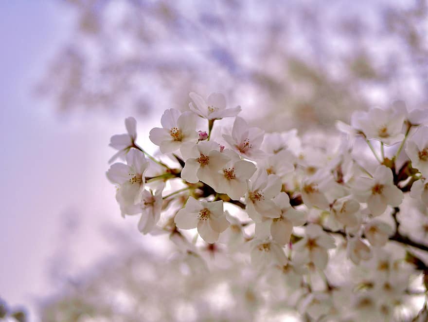 sakura, bloemen, kersenbloesems, witte bloemblaadjes, bloemblaadjes, bloeien, bloesem, flora, lente bloemen, natuur