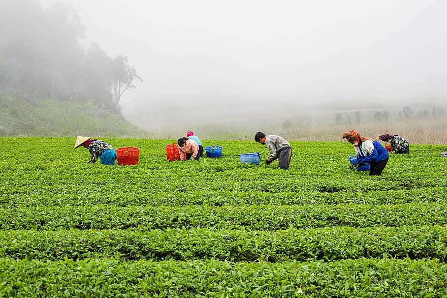 चाय लेने, वियतनाम, किसानों, काम, कृषि, खेत, ग्रामीण दृश्य, चाय की फसल, पौधा, पुरुषों, काम कर रहे