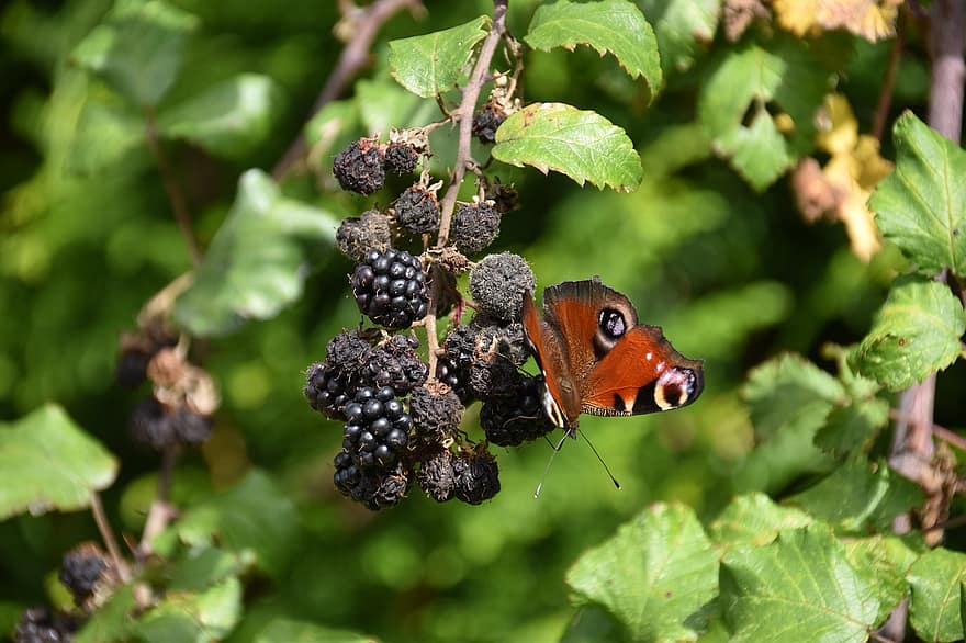 Peacock Butterfly, Butterfly, Blackberries, Insect, Wings, Berries, Fruit, Mulberry Tree, close-up, green color, summer