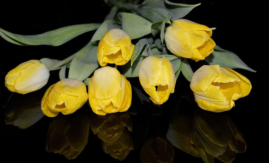 tulpen, bloemen, fabriek, gele tulpen, bloemblaadjes, bloeien, flora, natuur, reflectie, zwarte achtergrond, geel