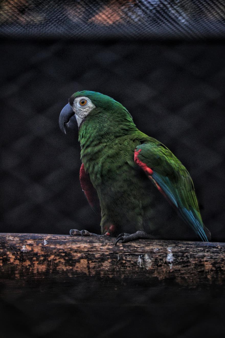 Bird, Parrot, Feathers, Plumage, Avian, Ornithology, beak, feather, multi colored, pets, tropical climate