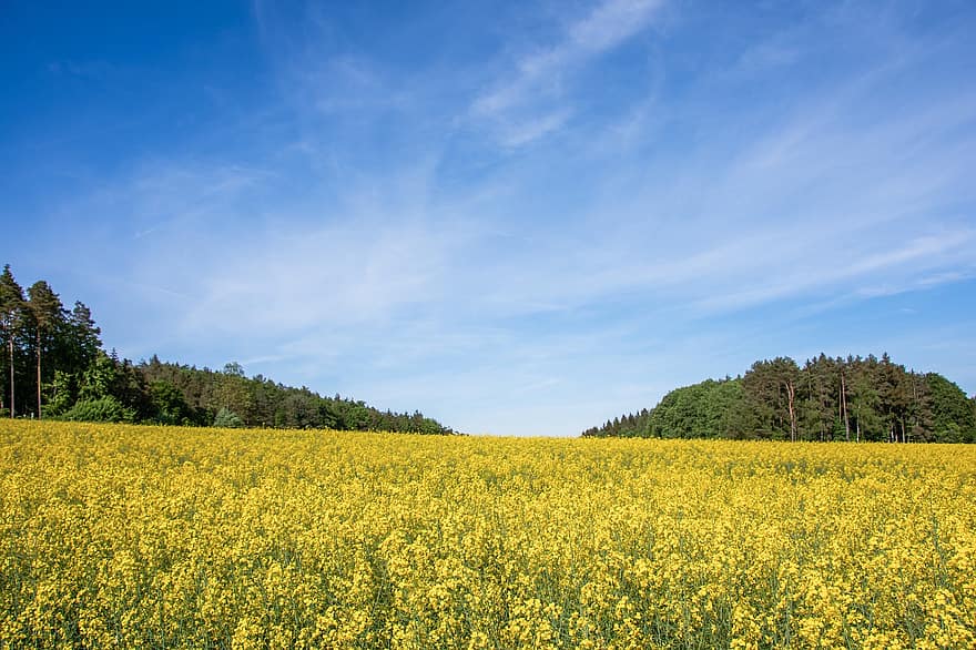 colza, champ de colza, agriculture, champ, paysage, des nuages, forêt, fleurs jaunes, scène rurale, été, jaune