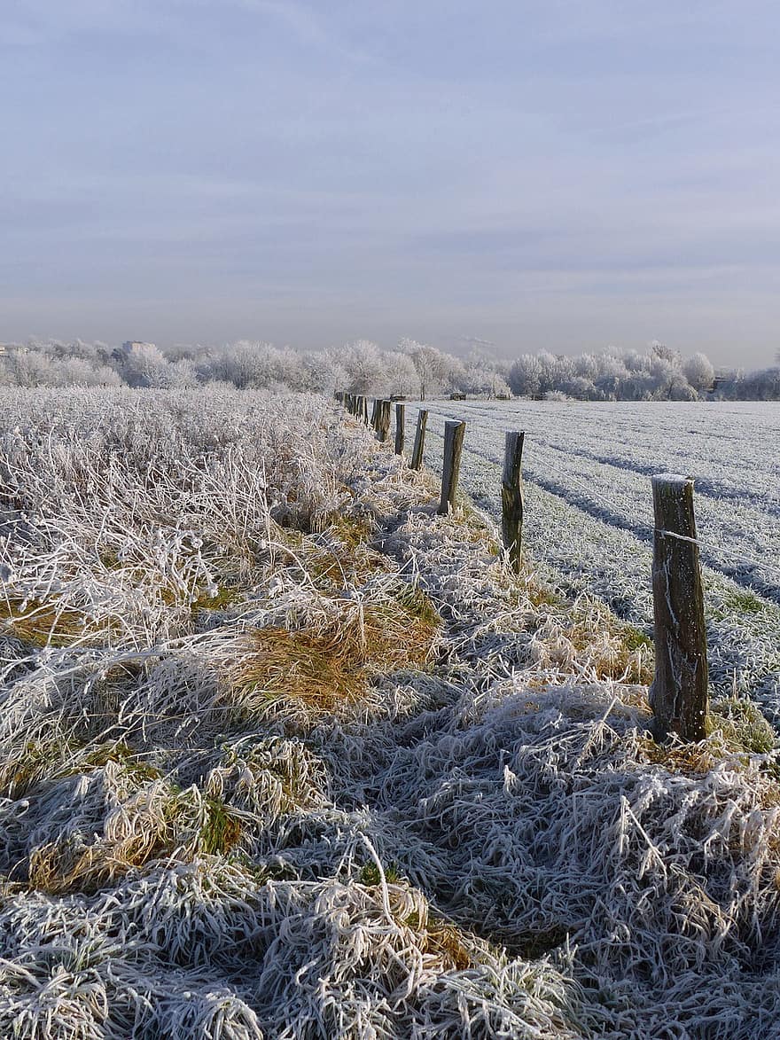 Fence, Field, Winter, Hoarfrost, Grass, Snow, Frost, Cold, Meadow, Frozen, Nature