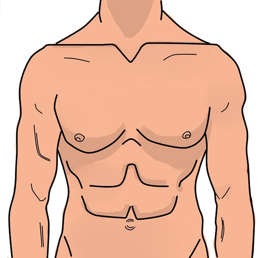 anatomie, muž, břicho