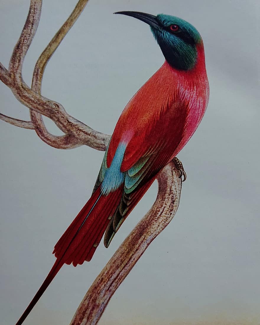 Bird, Red, Animal, Queen, Branch, Nature, Fauna, Beak
