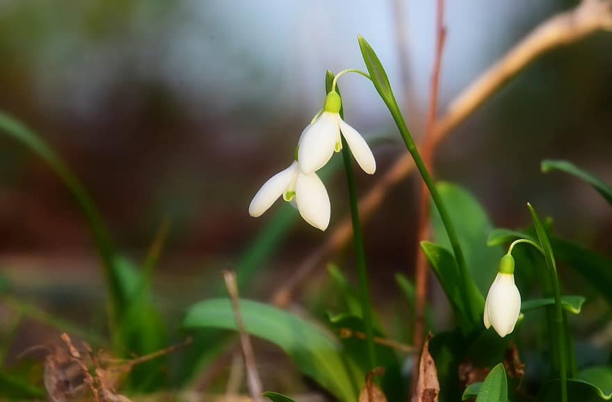 Snowdrops, Flowers, White Flowers, Blooming, Blossoming, Flora, Floriculture, Horticulture, Botany, Nature, Plants
