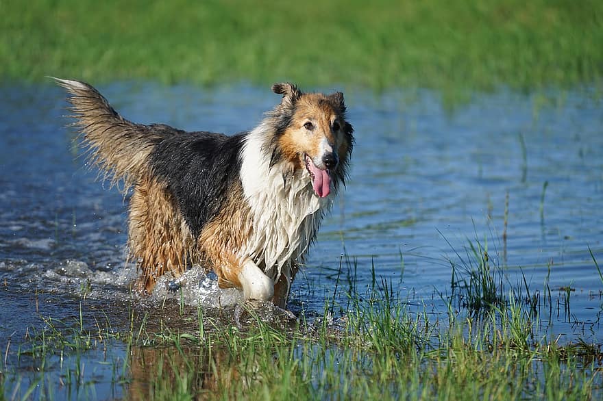 овчарско куче, шотландски, девойче, вода, шега