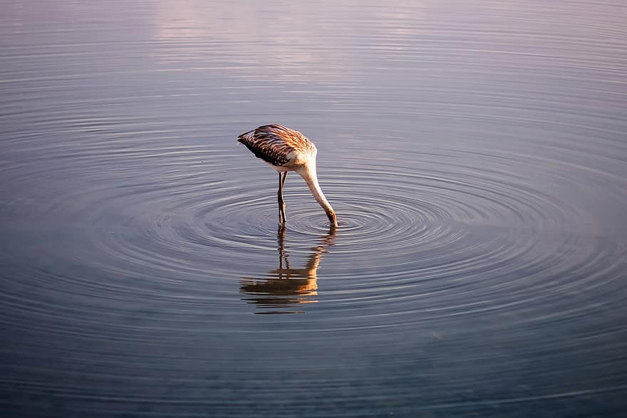 Flamingo, Flamenco, Water, Reflection, Sea, Nature, Landscape, Beach, Ocean, Background