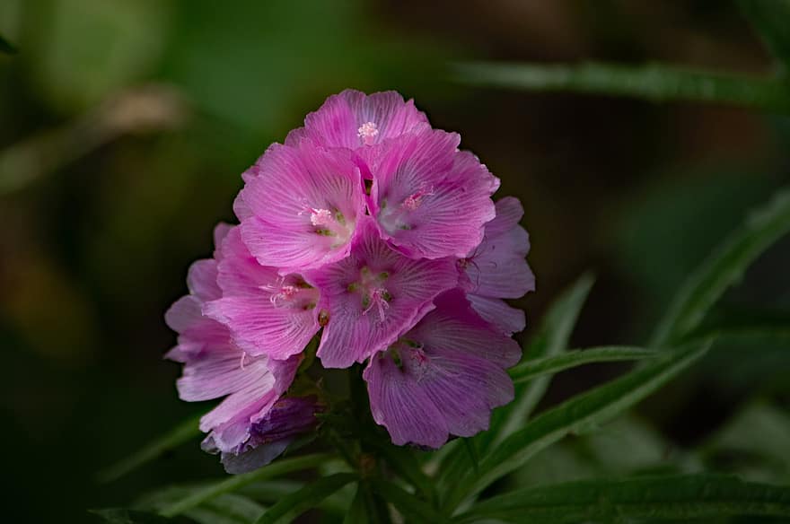 Sidalcea Oregana Brilliant, gresk Malva, blomster, rose, petals, pollenbærere