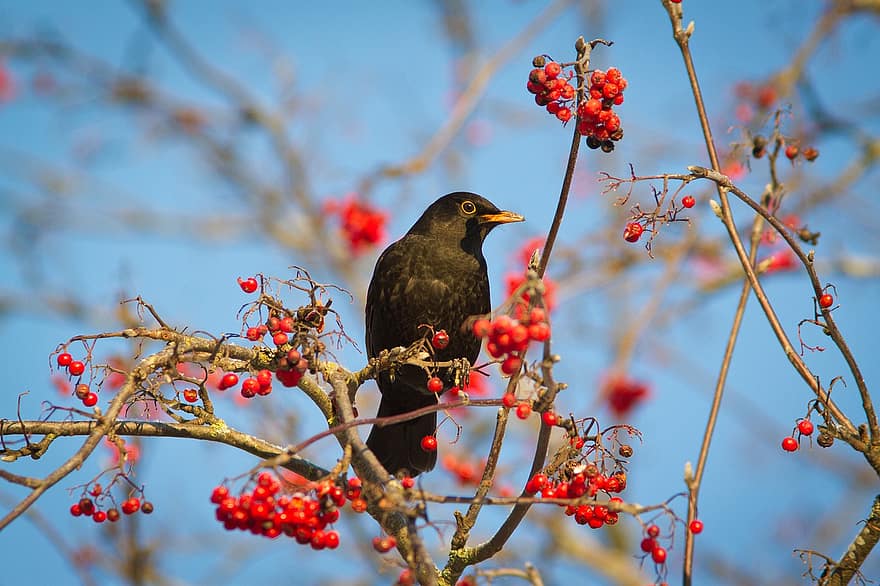 Bird, Blackbird, Ornithology, Species, Fauna, Avian, Animal, Rowan, branch, beak, animals in the wild