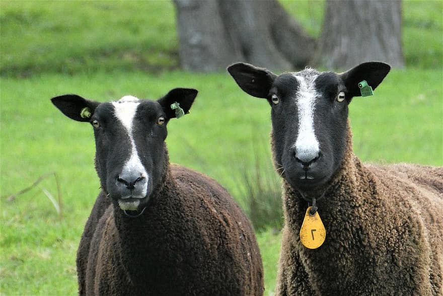 mouton, bétail, couple, mammifères, tête, oreilles, les yeux, ferme, campagne, herbe, prairie