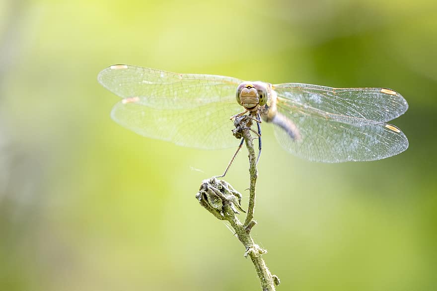 Dragonfly, Wings, Insect, Flower, Plant, Dragonfly Wings, Winged Insect, Odonata, Anisoptera, Fauna, Animal World