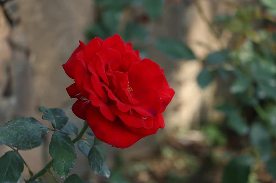 Róża, czerwona róża, flora, Natura, wiosna, zbliżenie, liść, płatek, roślina, kwiat, lato