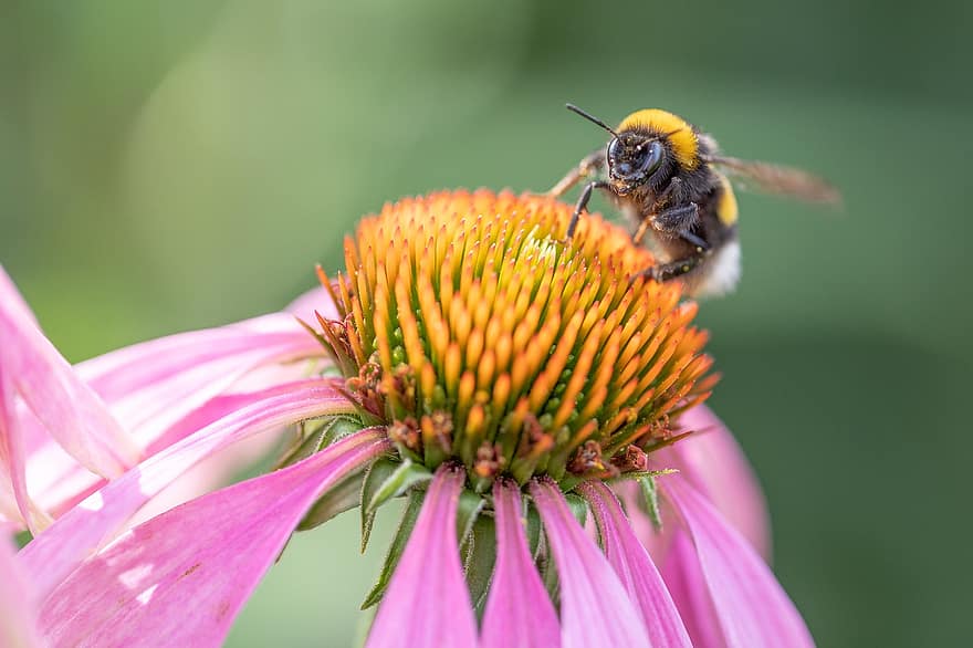 bi, have, bier, plante, natur, forår, sommer, honning, blomst, bestøvning, pollen