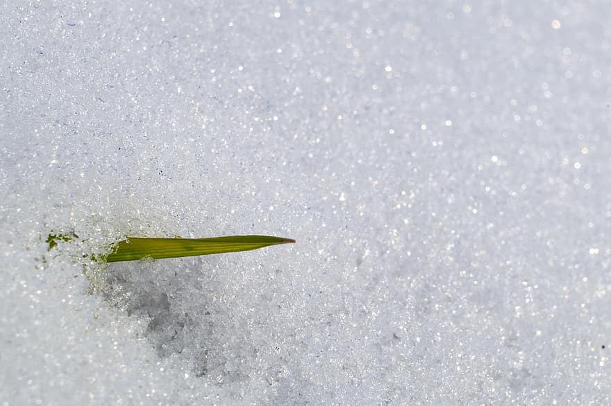 Snow, Blade Of Grass, Winter, Nature, Cold, close-up, backgrounds, leaf, freshness, season, ice