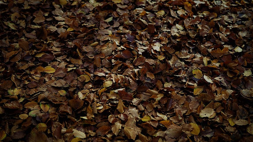 اوراق اشجار ، الخريف ، الأوراق المجففة ، يترك في الخريف ، سقوط ورق النبتة ، ألوان الخريف ، فصل الخريف ، أوراق الخريف ، طبيعة ، خلفية ، نمط